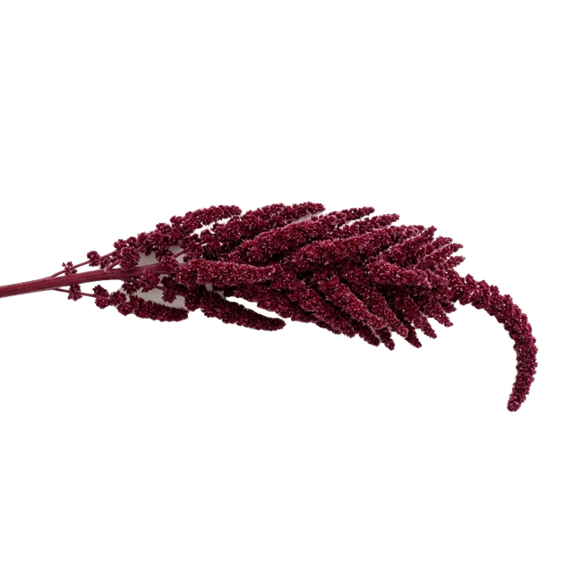 amaranthus