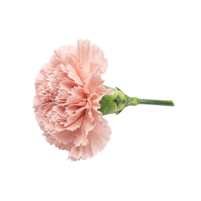 carnation