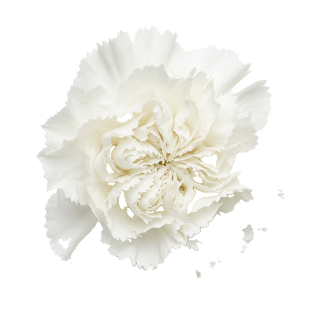 carnation