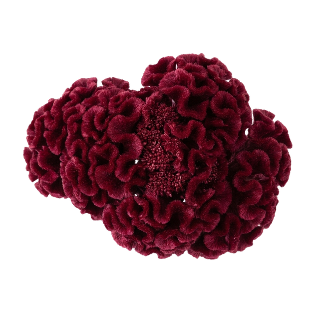 celosia