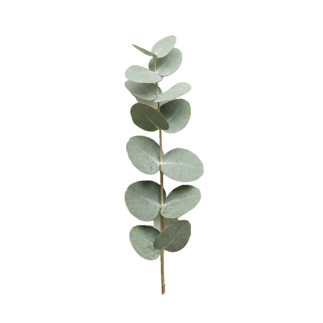 silver dollar eucalyptus