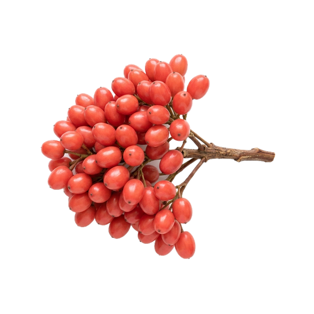 hypericum berries