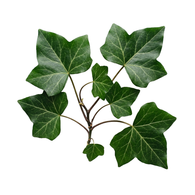 ivy