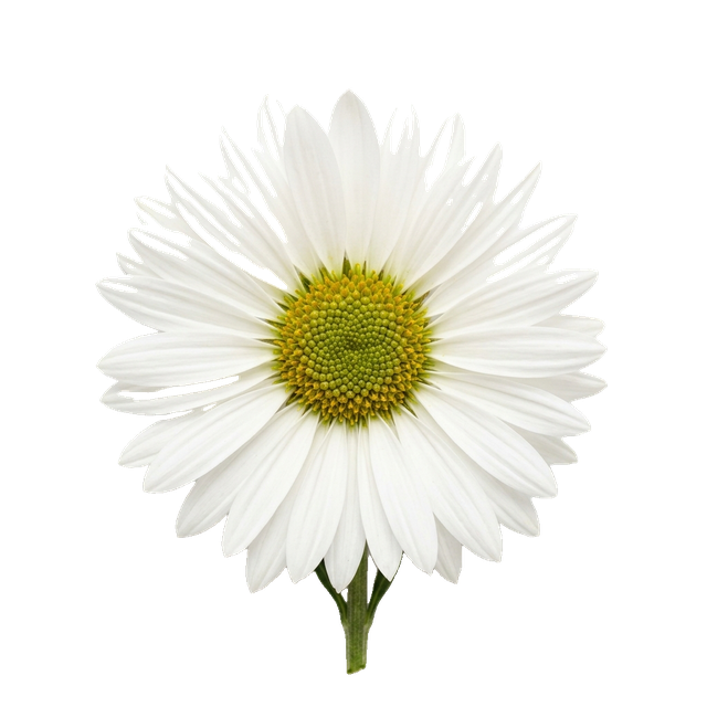 daisy chrysanthemum