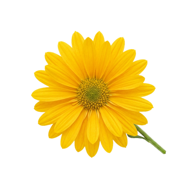 daisy chrysanthemum