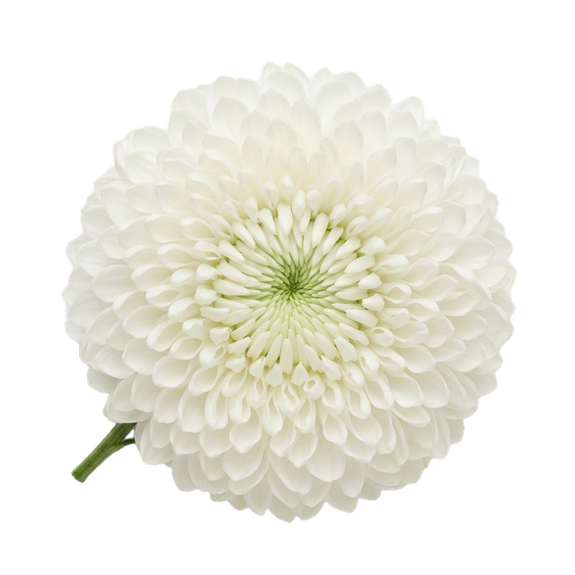 decorative chrysanthemum
