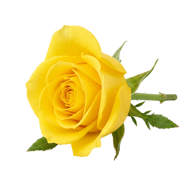 rose