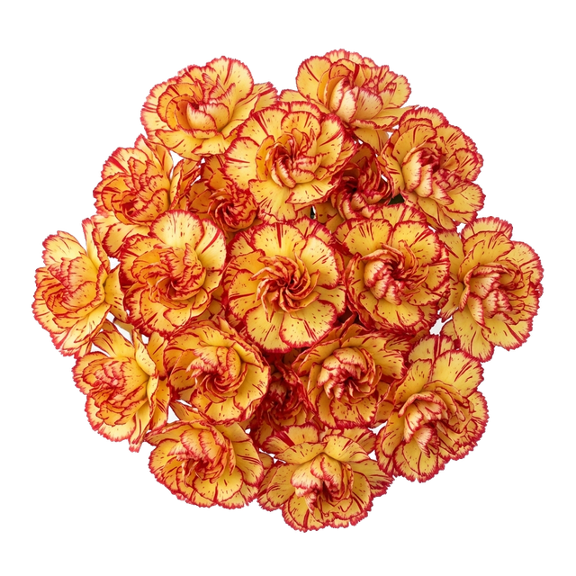 spray carnation