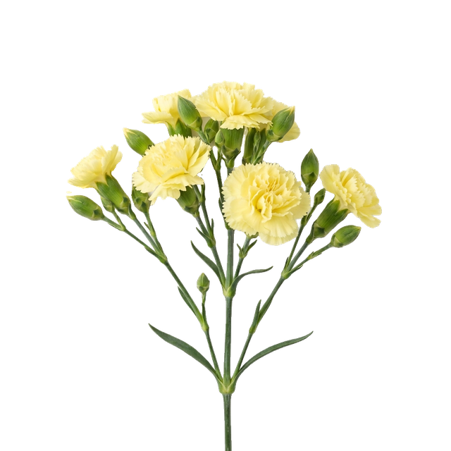 spray carnation