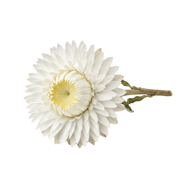 strawflower