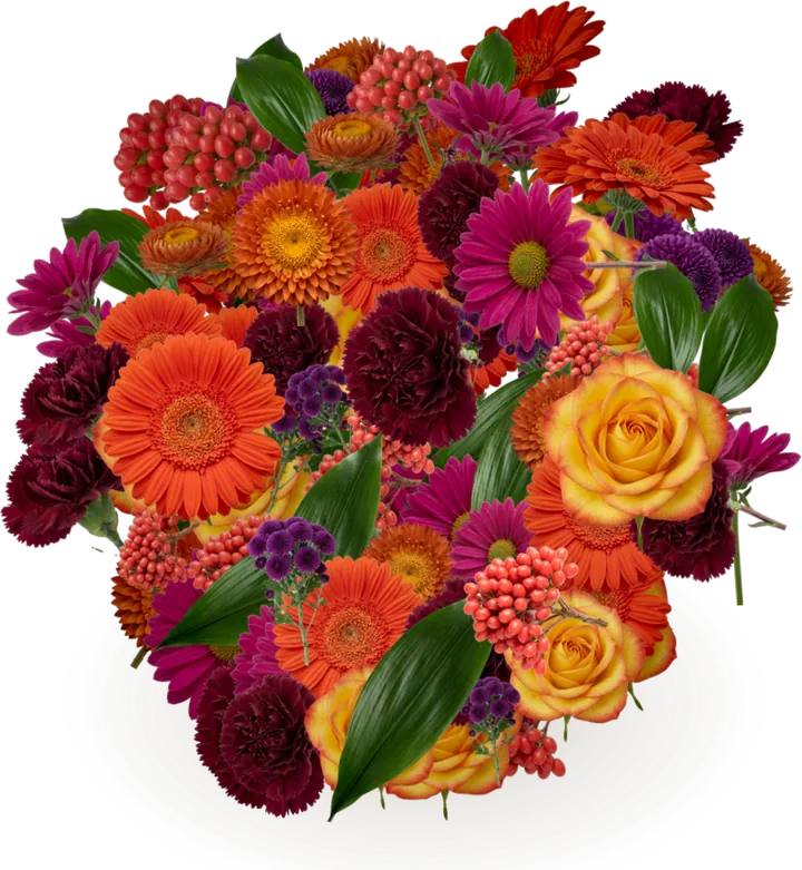 Digital bouquet for submitting her phd: strawflower, daisy chrysanthemum, gerbera daisy, carnation